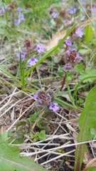 Glechoma hederacea