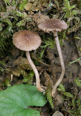 Inocybe cincinnata