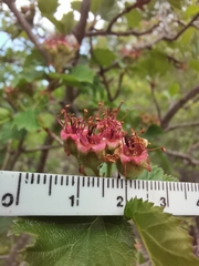 Crataegus greggiana