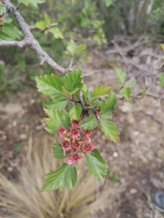 Crataegus greggiana