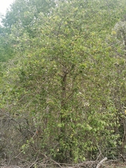 Crataegus greggiana