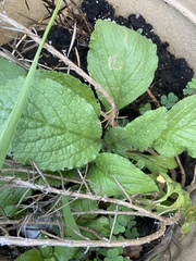 Borago