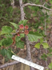 Crataegus greggiana