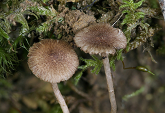 Inocybe cincinnata