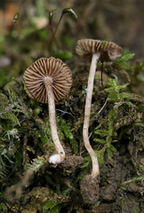 Inocybe cincinnata