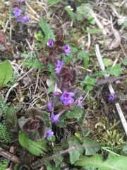 Glechoma hederacea
