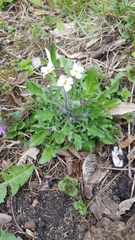Arabidopsis arenosa