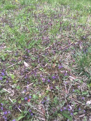 Glechoma hederacea