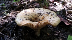 Lactarius psammicola psammicola