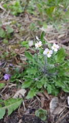 Arabidopsis arenosa