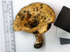 Lactarius psammicola psammicola