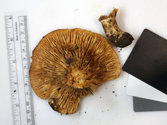 Lactarius psammicola psammicola