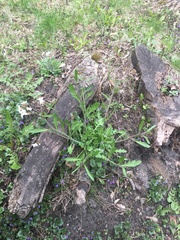 Arabidopsis arenosa