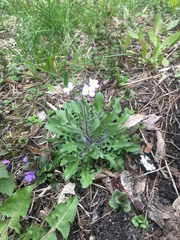 Arabidopsis arenosa