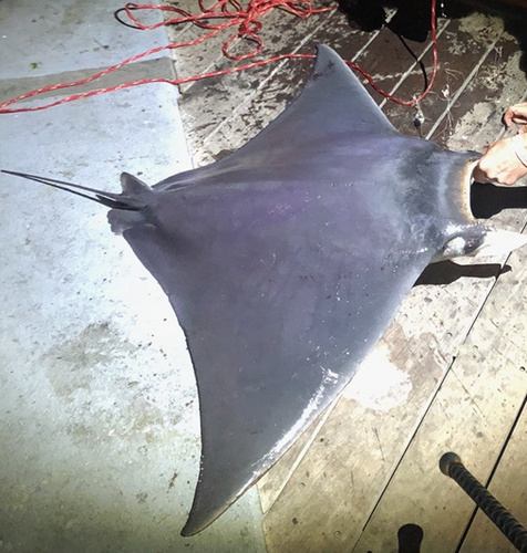 Atlantic Pygmy Devil Ray photographed in Alabama