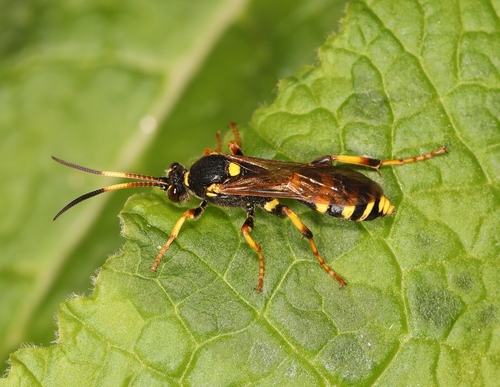 Ichneumon xanthorius, photo 2 of 10