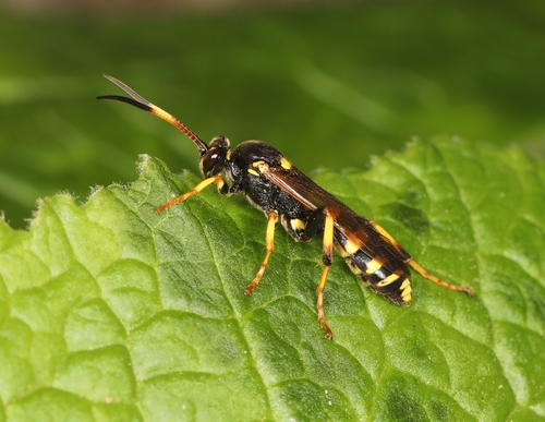 Ichneumon xanthorius