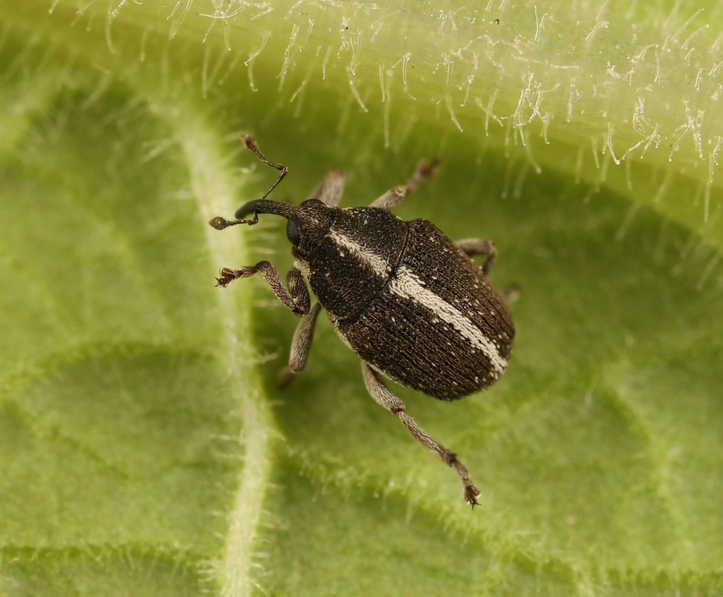 Oprohinus suturalis