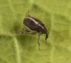 Oprohinus suturalis