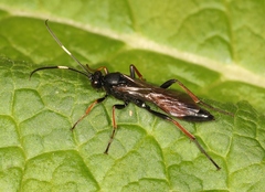 Stenichneumon culpator