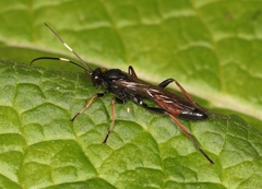 Stenichneumon culpator