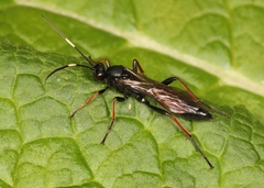 Stenichneumon culpator