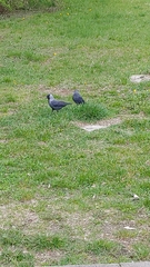 Corvus monedula