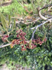Magnoliopsida