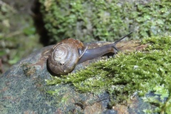 Aegista subchinensis
