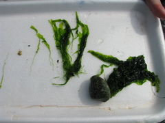 Ulva linza