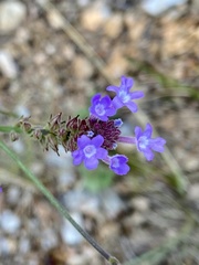 Verbena intermedia