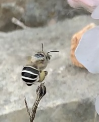 Anthophora californica