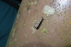 Paracymoriza nigra