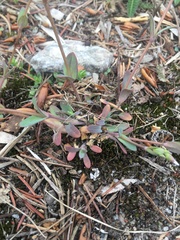 Holosteum umbellatum
