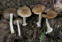 Inocybe occulta