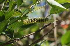Leucanella viridescens