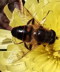 Eristalis tenax