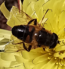 Eristalis tenax