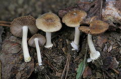 Inocybe occulta