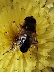 Eristalis tenax