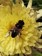 Eristalis tenax