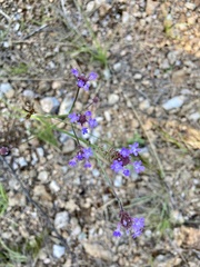 Verbena intermedia
