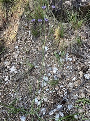 Verbena intermedia