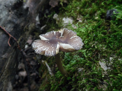 Pluteus deceptivus