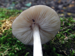 Pluteus deceptivus