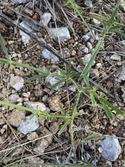 Verbena intermedia