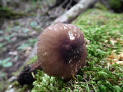 Pluteus deceptivus