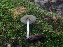 Pluteus deceptivus