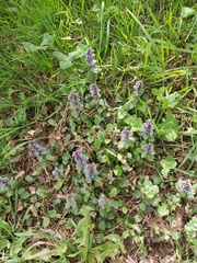 Ajuga reptans
