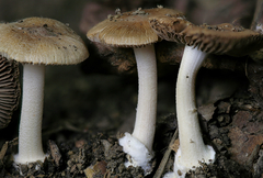 Inocybe occulta